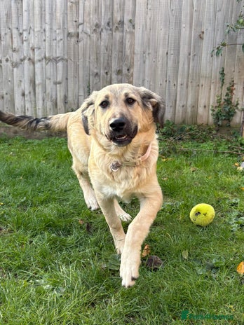 Mixed Breed dogs 🐾 WINNIE - a Lovely young Girl, for a Loving Home - Advert 1