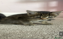 British Shorthair cats for sale: 2 kittens left been around children and dogs  - Image 2