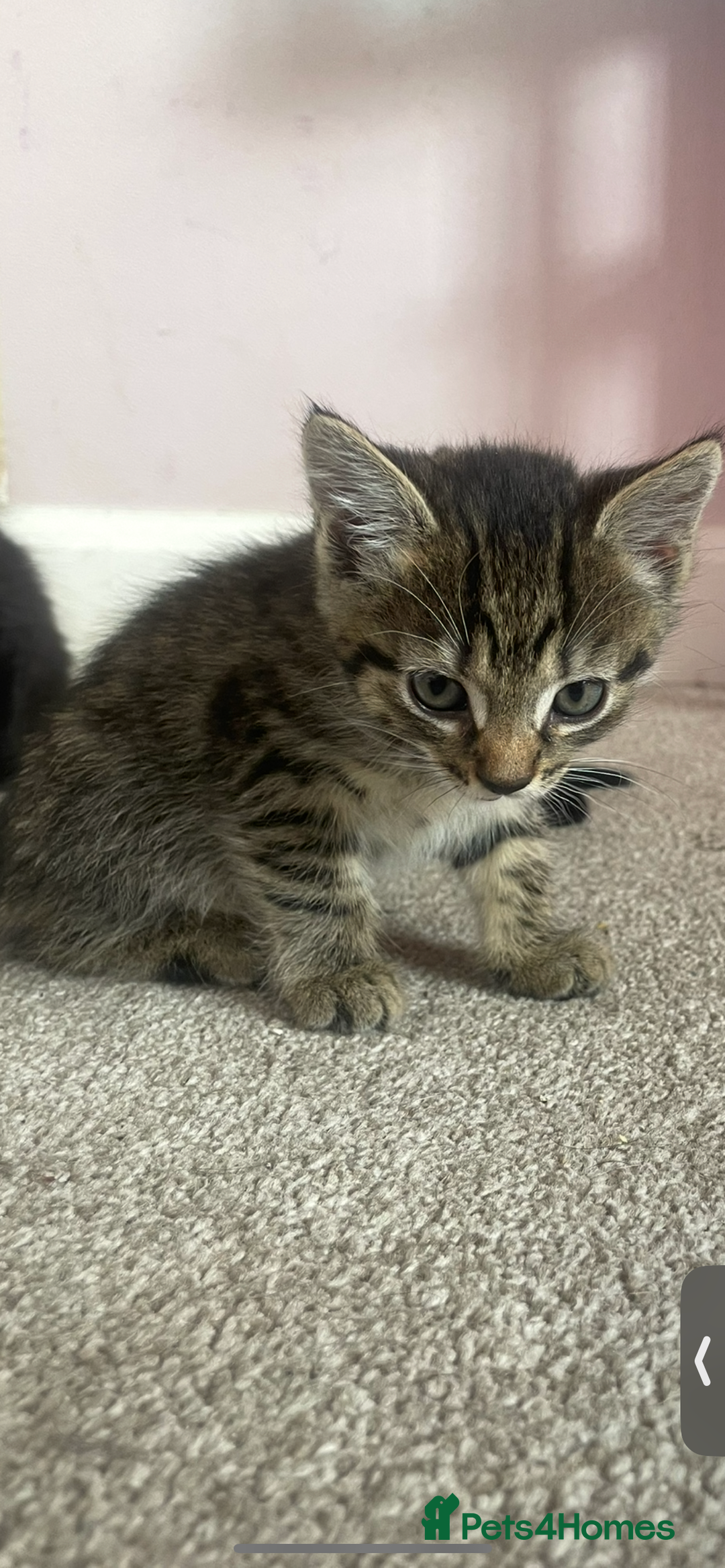 British Shorthair cats for sale: 2 kittens left been around children and dogs  - Image 2