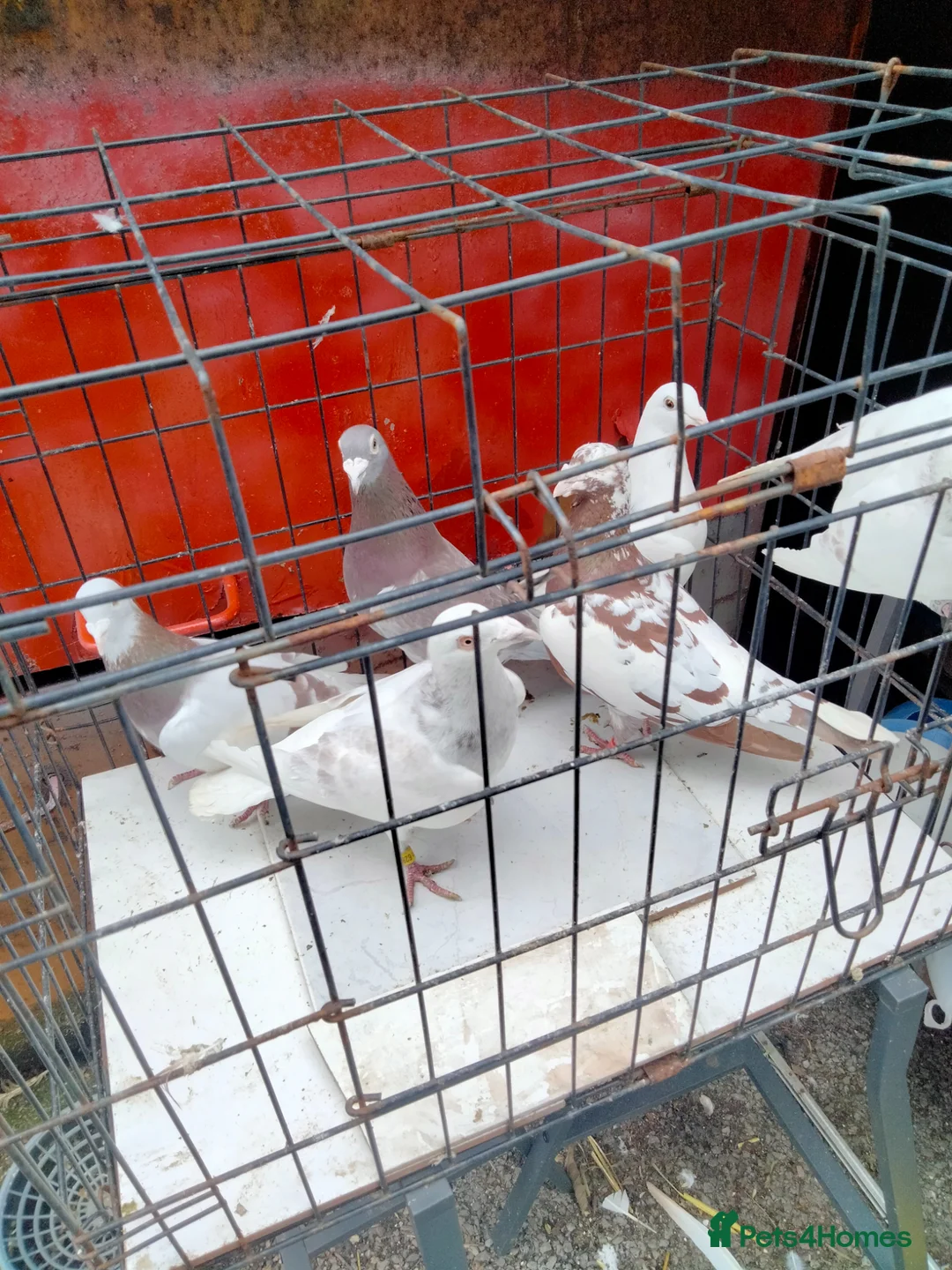 Pigeons birds for sale: Pigeones for sale  - Advert 2