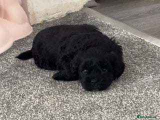 Shihpoo dogs for sale: Beautiful shihpoo puppies - Advert 1