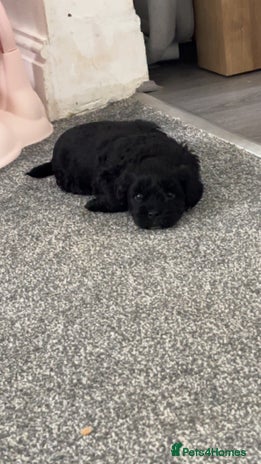 Shihpoo dogs Beautiful shihpoo puppies - Advert 1