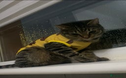 Mixed Breed cats for sale: Female Tabby for sale - Advert 1