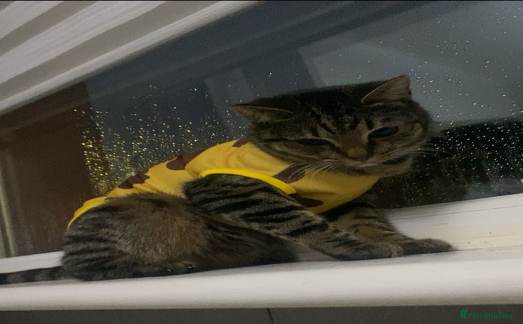 Mixed Breed cats Female Tabby for sale - Advert 2