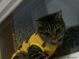 Mixed Breed cats Female Tabby for sale - Advert 2