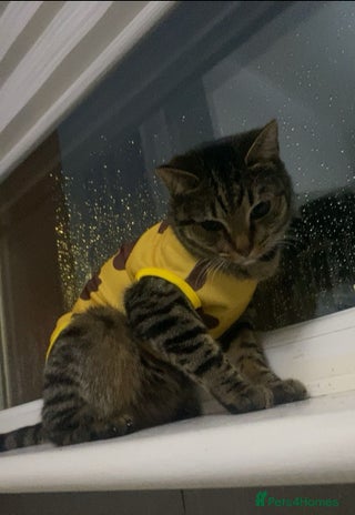 Mixed Breed cats Female Tabby for sale - Advert 1