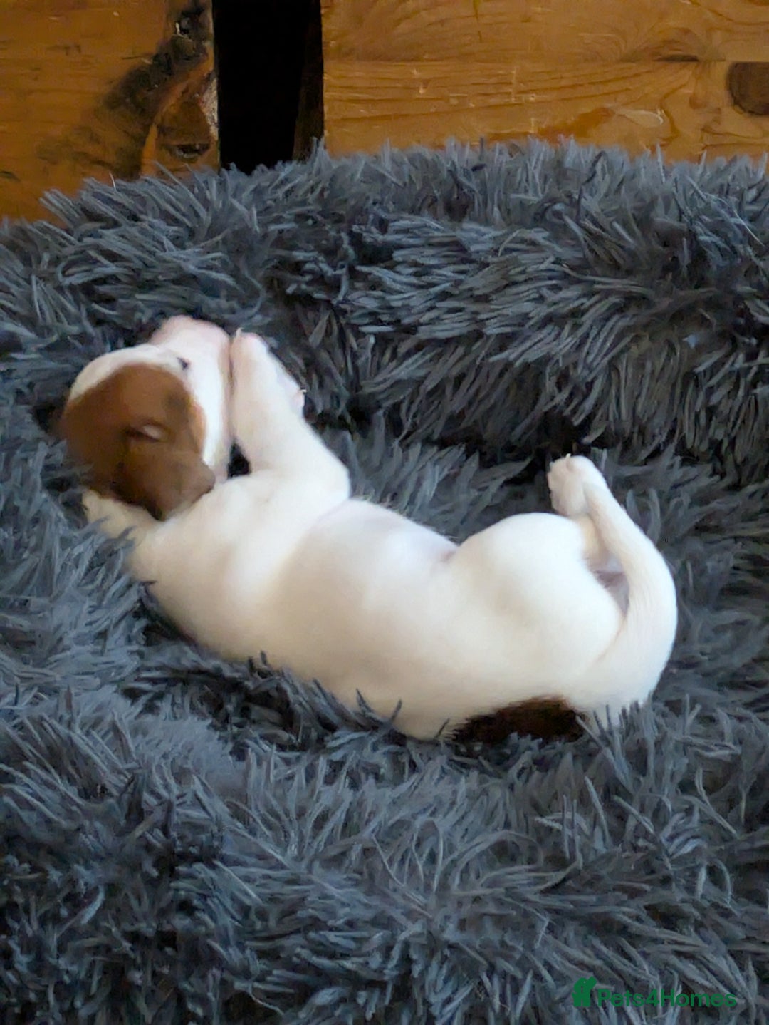 Mixed Breed dogs for sale: F1 jackcain  - Advert 13