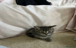 Ragdoll cats for sale: Ragdoll X Kittens - Image 17