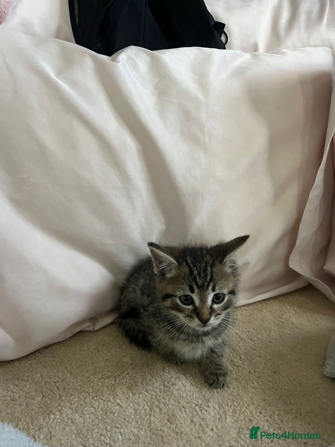 Ragdoll cats for sale: Ragdoll X Kittens - Image 17