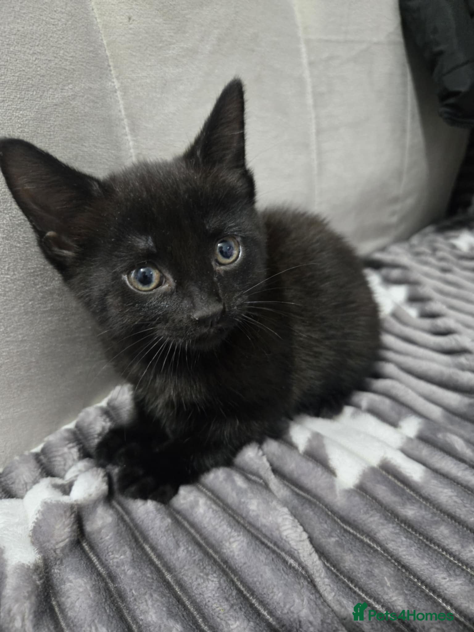 Mixed Breed cats Beautiful Kittens Looking for Loving Homes 🐾 - Advert 2