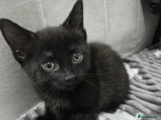 Mixed Breed cats Beautiful Kittens Looking for Loving Homes 🐾 - Advert 2