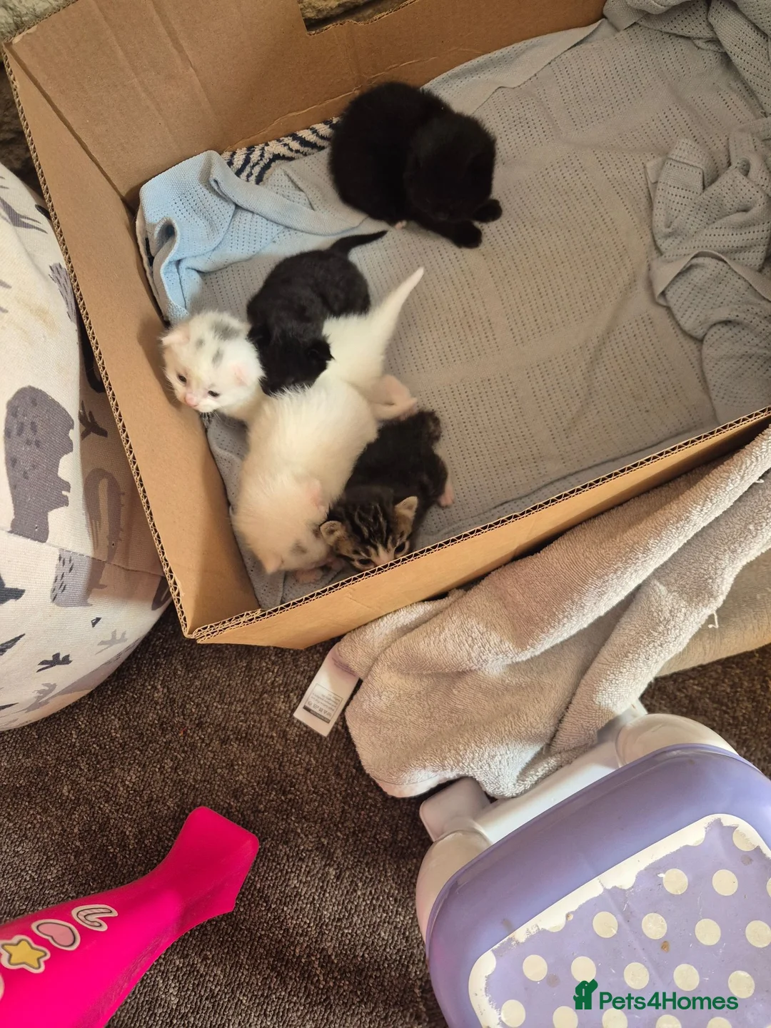 Mixed Breed cats for sale: 5 little kittens - Advert 1