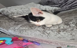Mixed Breed cats for sale: 3 beautiful kittens  - Image 11