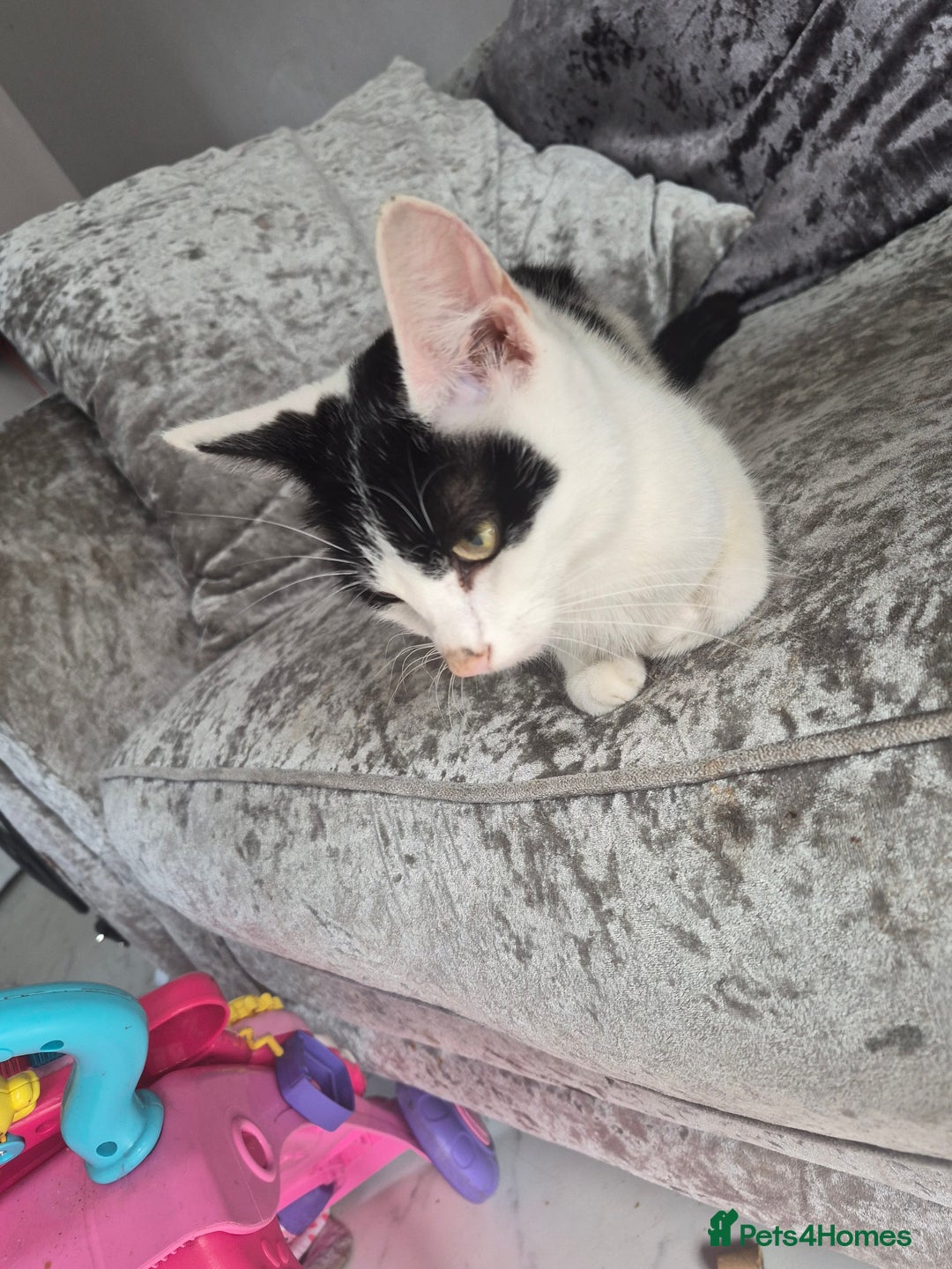 Mixed Breed cats for sale: 3 beautiful kittens  - Image 11