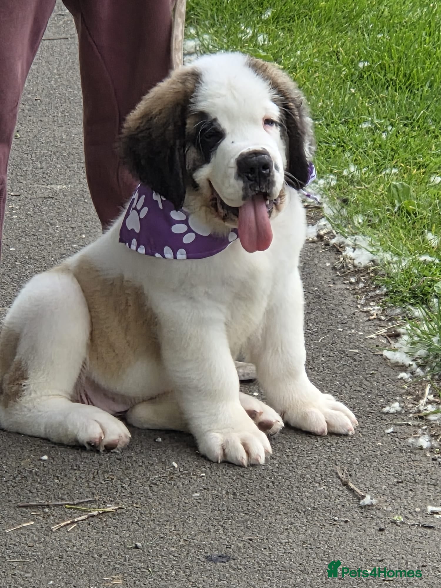 Saint Bernard dogs  Last female Saint Bernard Puppy 🐾 - Advert 1