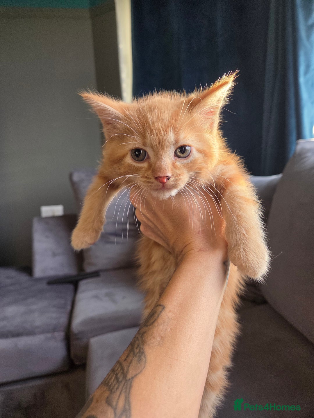 Mixed Breed cats for sale: 3 kittens ready for forever homes - Advert 1