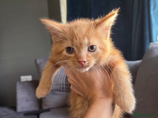 Mixed Breed cats 3 kittens ready for forever homes - Advert 1