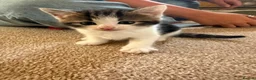 Mixed Breed cats for sale: Beautiful Female Kittens – Ready to Leave 19/06 in Holt - Advert 16
