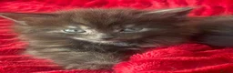 Mixed Breed cats for sale: Extra fluffy kittens - Advert 11