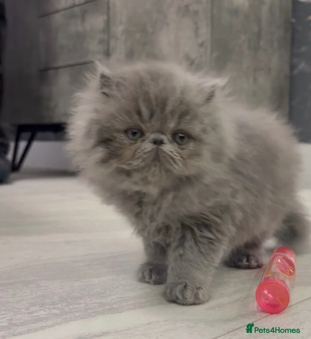 Persian cats for sale: GCCF Registered Blue Persian Kittens  - Advert 1
