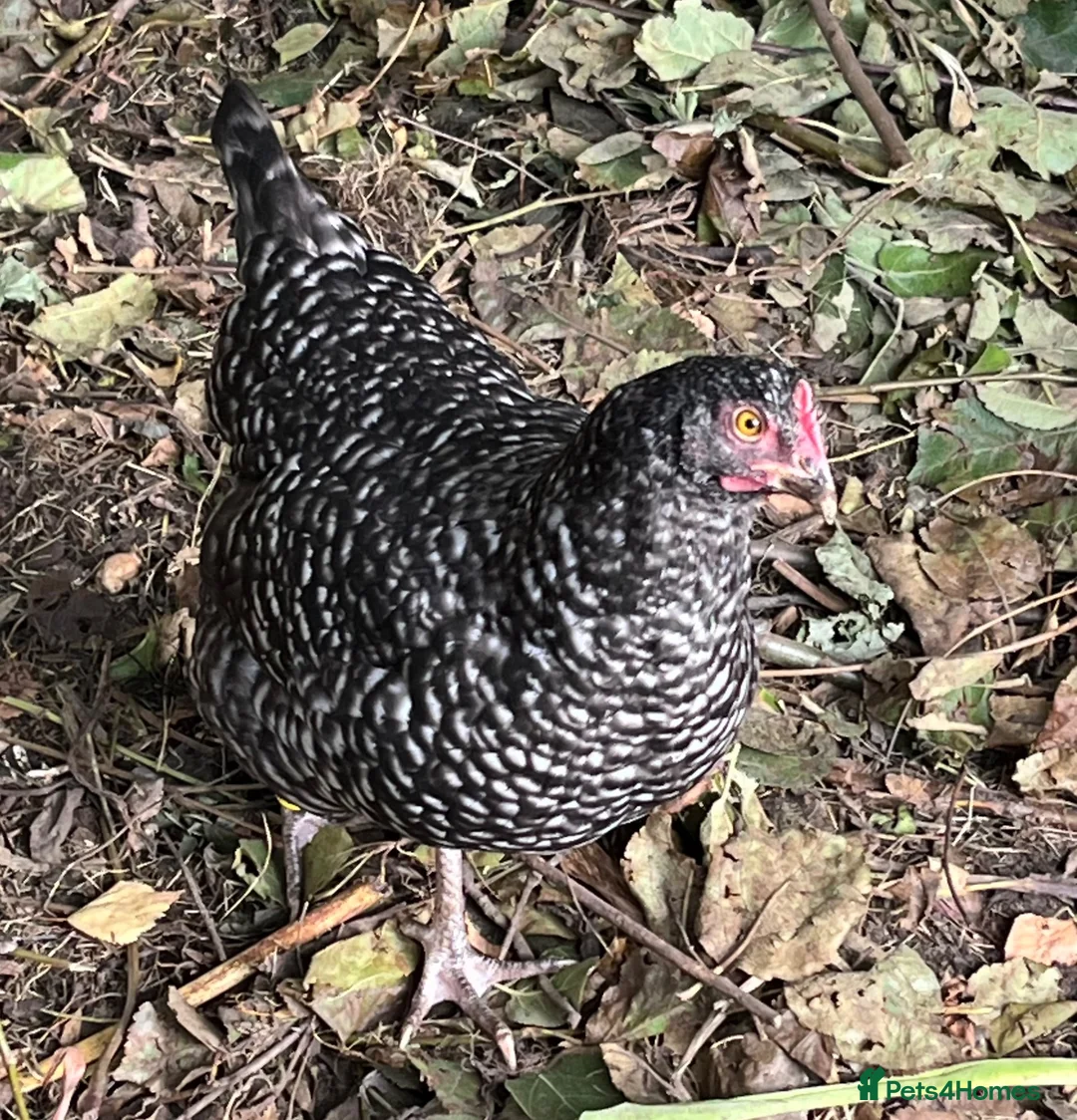 Chickens poultry for sale: Marans bantam pullet  - Advert 2