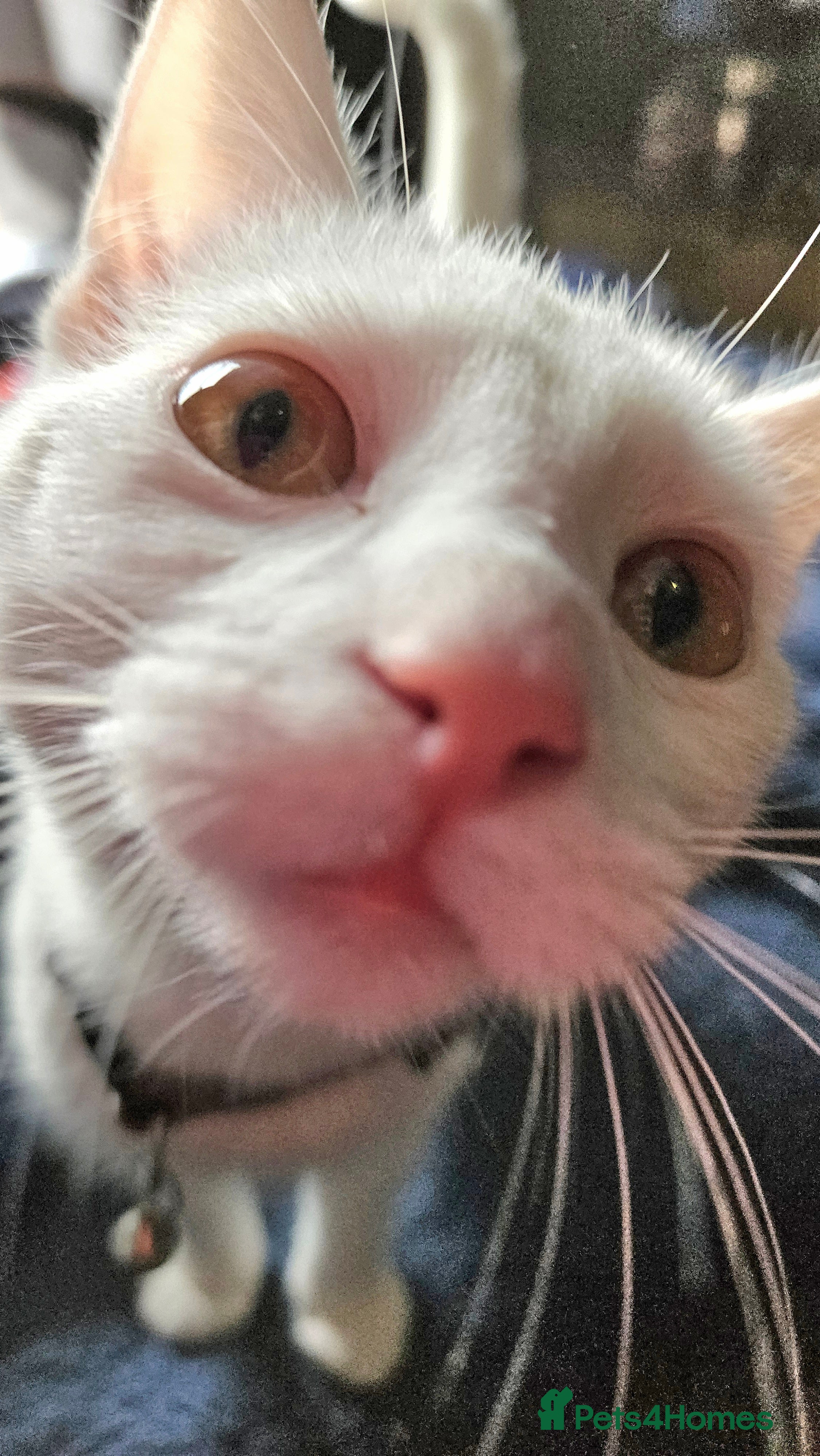 Ragdoll cats Female Ragdoll Kitten - Advert 2