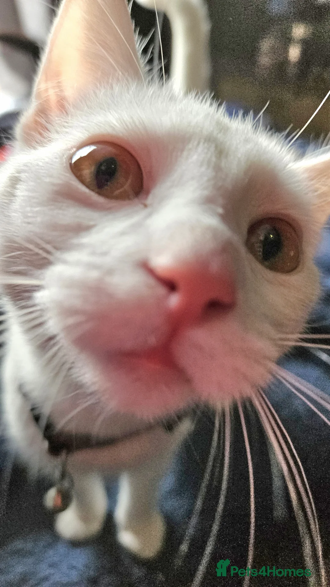 Ragdoll cats for sale: Female Ragdoll Kitten - Advert 1