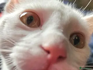 Ragdoll cats Female Ragdoll Kitten - Advert 2