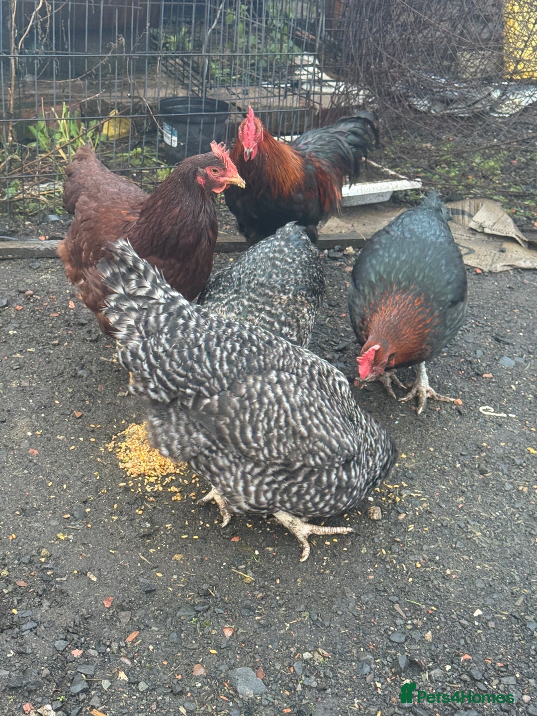 Chickens poultry for sale: X4 Egg laying hens - Advert 3