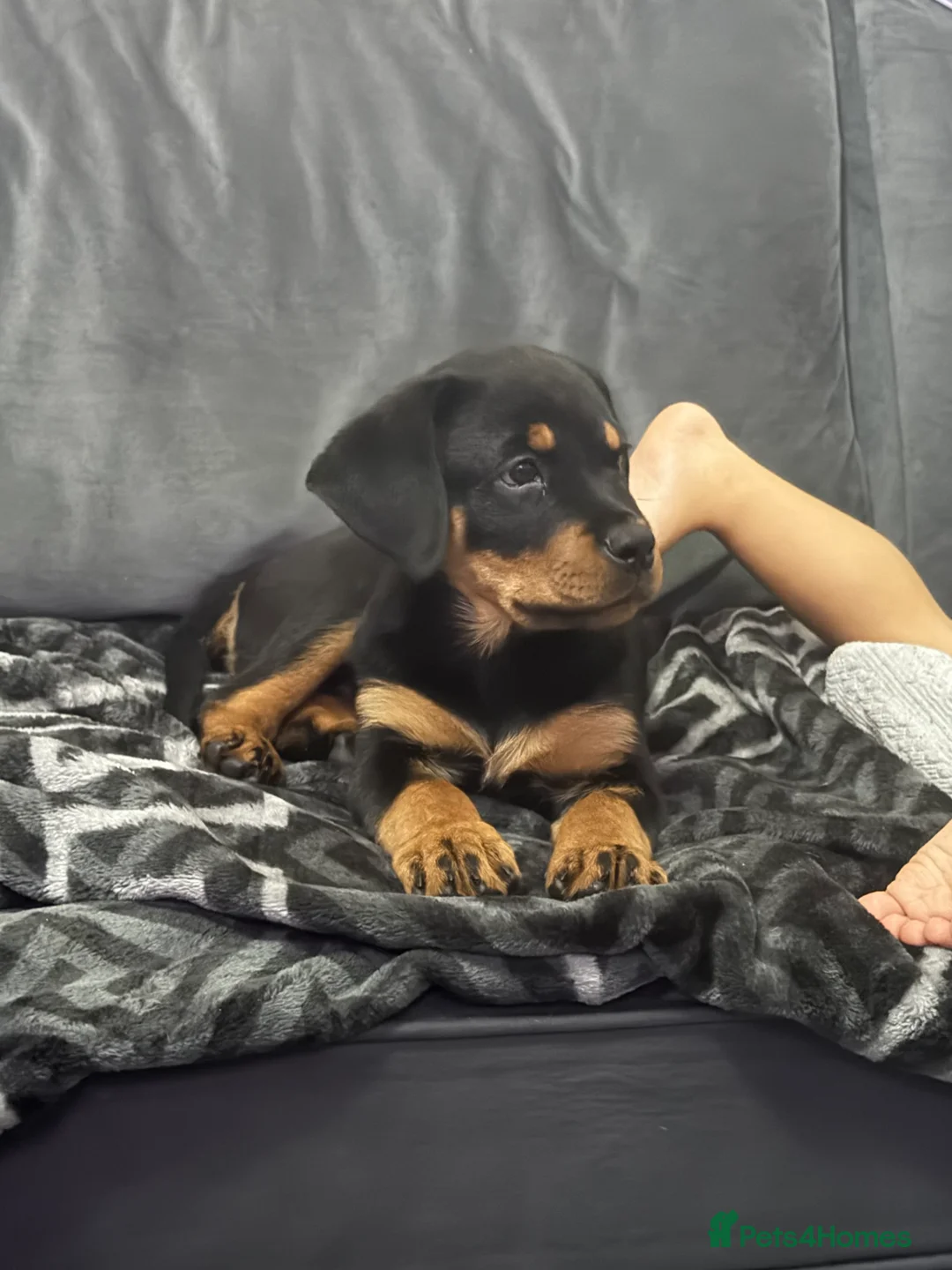 Rottweiler dogs for sale: Boy Rottweiler pup - Advert 3