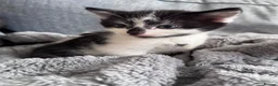 Mixed Breed cats for sale: Beautiful kittens in Cambridge - Advert 5