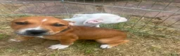 Staffordshire Bull Terrier dogs for sale: Staffordshire in Leicester - Advert 2