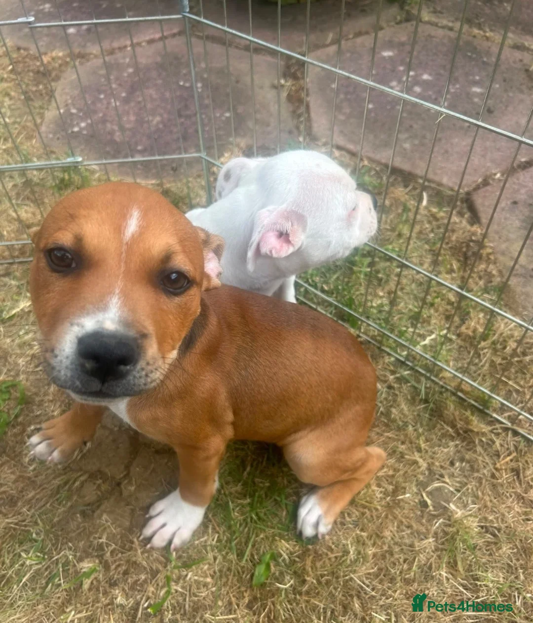 Staffordshire Bull Terrier dogs for sale: Staffordshire in Leicester - Advert 2