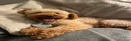 Cockapoo dogs for sale: superb cockapoo puppies - Advert 9