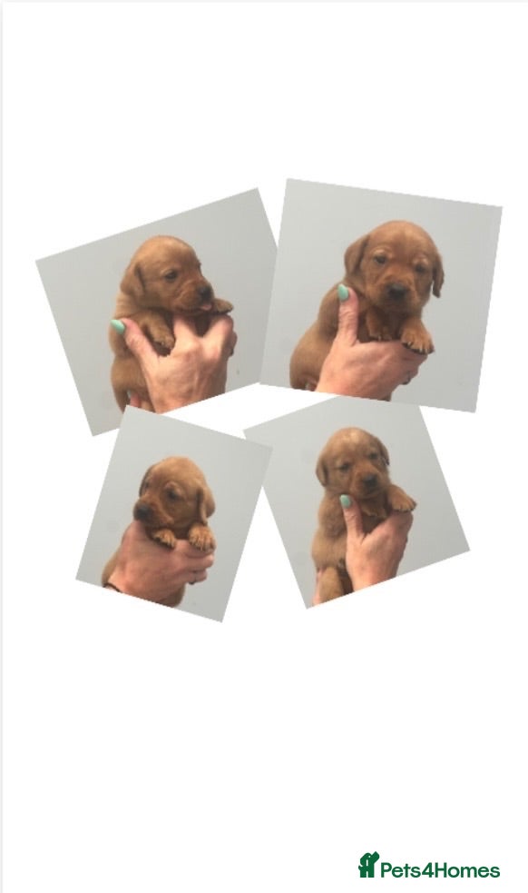 Labrador Retriever dogs SUPER DARK FOX RED LAB PUPS HEALTH TESTED PARENTS - Advert 14