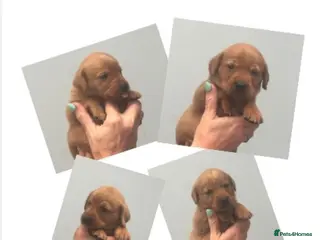 Labrador Retriever dogs SUPER DARK FOX RED LAB PUPS HEALTH TESTED PARENTS - Advert 14
