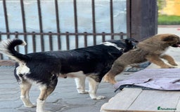 Mixed Breed dogs for adoption: ELSA -  a Special Girl who hates the Prison - Image 18