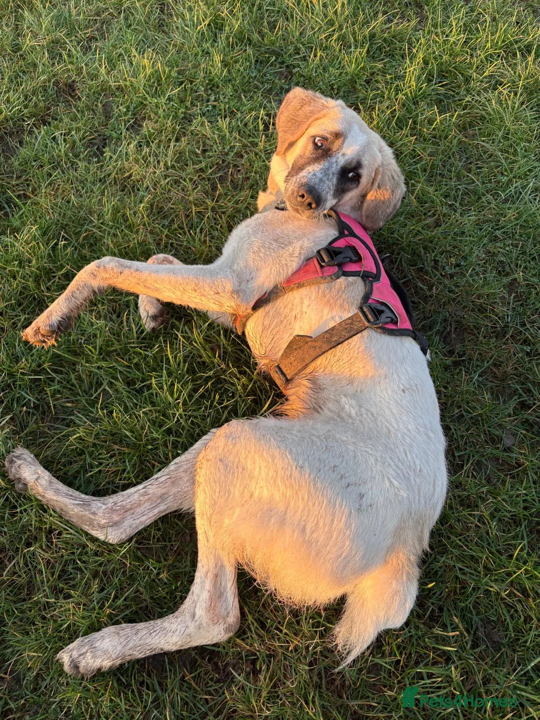 Mixed Breed dogs for adoption: Amara: Beautiful Soul Seeking a Family to Love - Advert 15