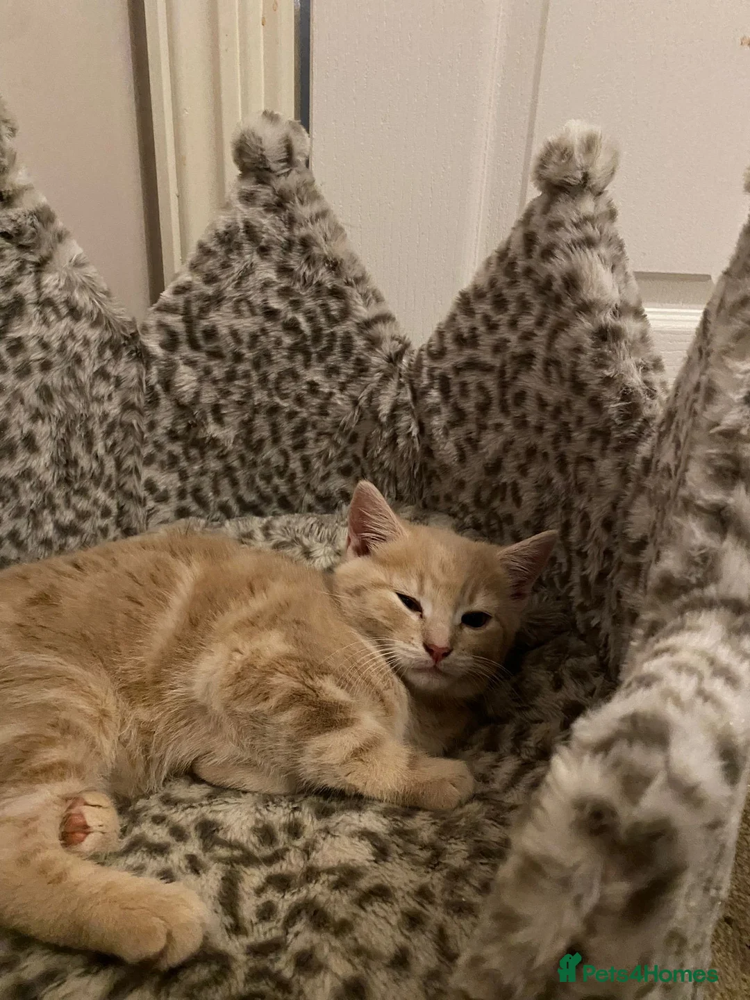 Domestic Shorthair cats for sale: 2 adorable mink ragdoll cross girls - Advert 4