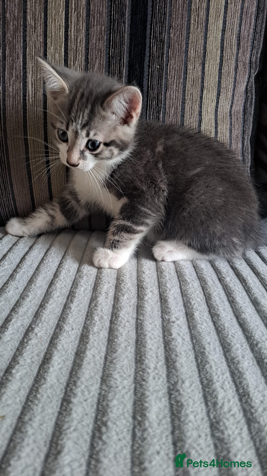 Mixed Breed cats 4 beautiful cats looking for a new home  - Advert 1