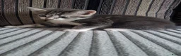 Mixed Breed cats for sale: 4 beautiful cats looking for a new home  - Advert 1