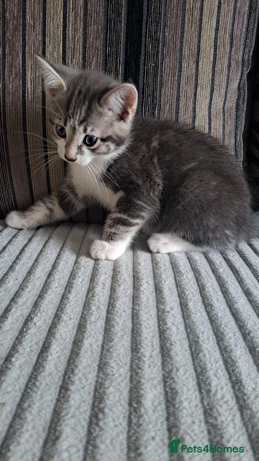 Mixed Breed cats for sale: 4 beautiful cats looking for a new home  - Advert 1