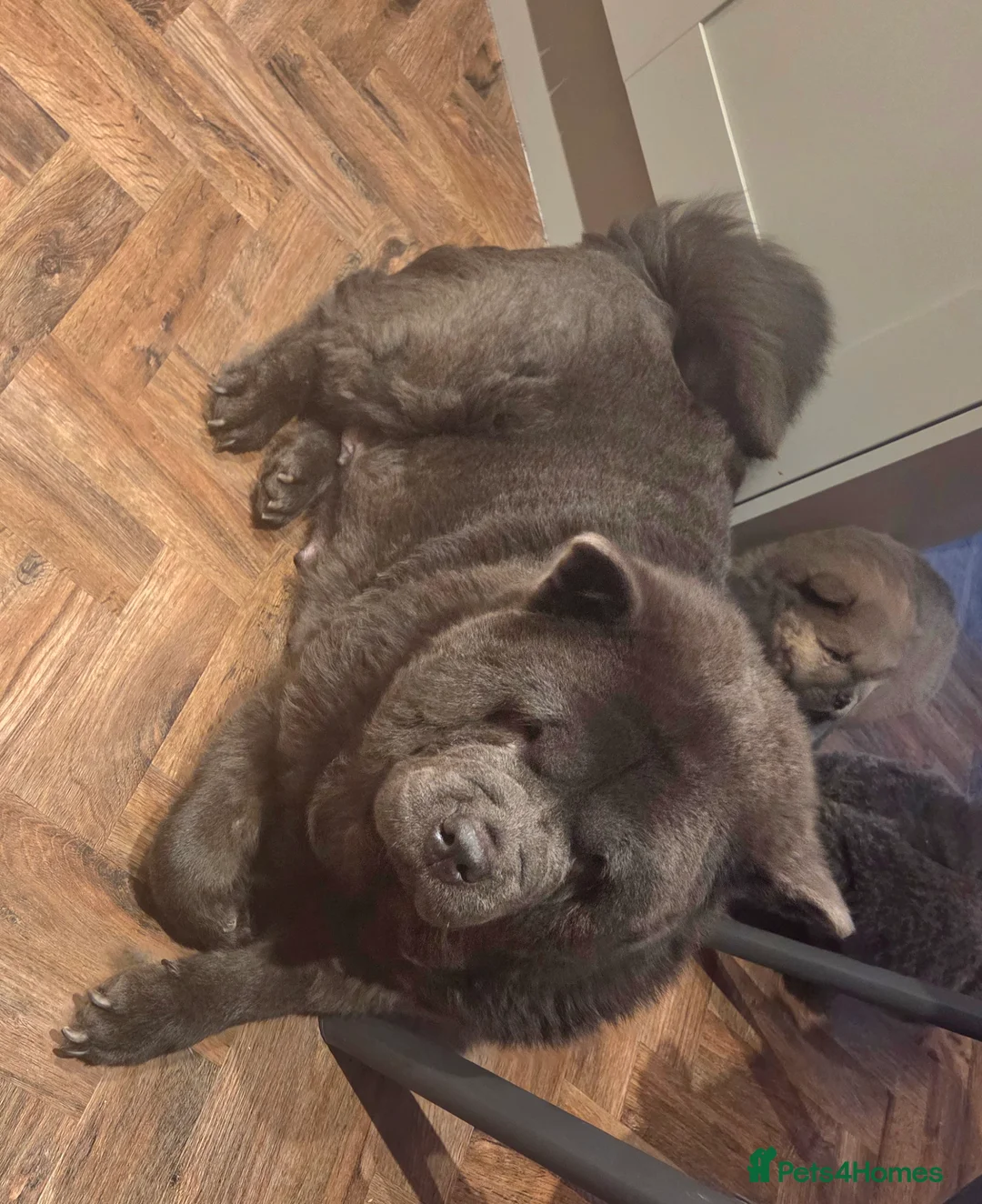 Chow Chow dogs for sale: Chow chow puppies  - Advert 2