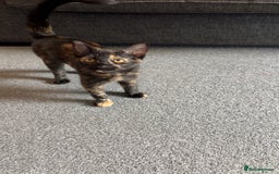 Domestic Shorthair cats for sale: Domestic Shorthair Tortoiseshell - Image 4