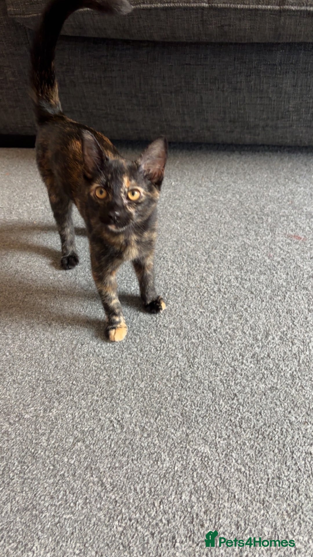 Domestic Shorthair cats for sale: Domestic Shorthair Tortoiseshell - Image 4