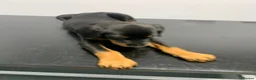 Dobermann dogs for sale: KC Registered big and strong Doberman puppies!! - Advert 4