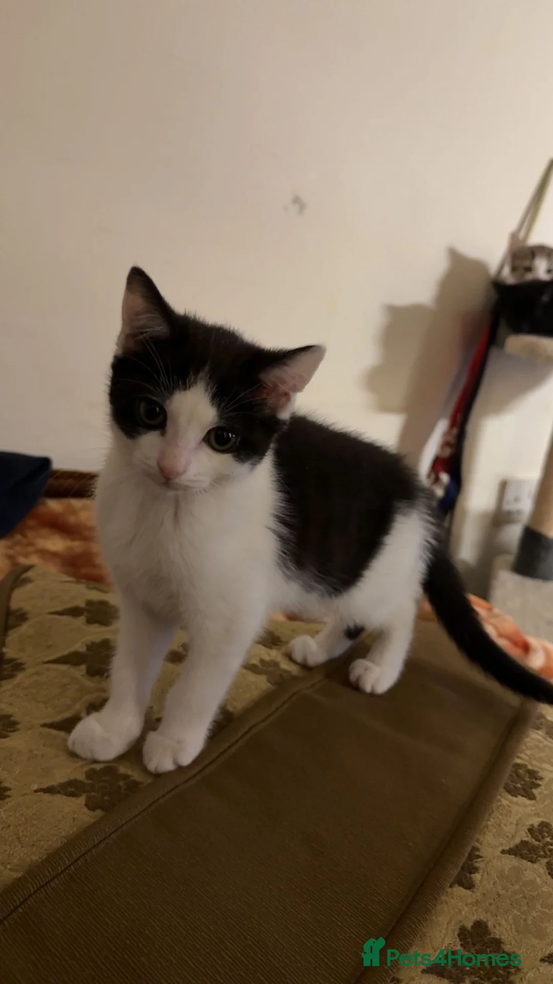 Mixed Breed cats for sale: British shorthair cross tabby in Bradford - Advert 5