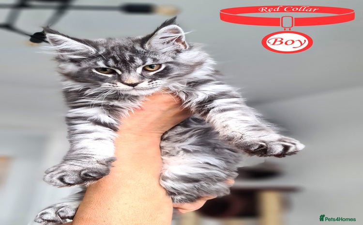 Maine Coon cats - Advert 3