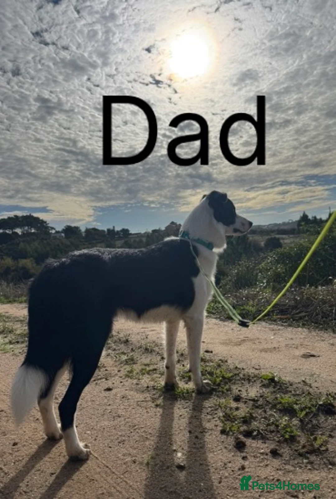 Mixed Breed dogs for sale: Double Doodle X Border Collie puppies - Advert 20