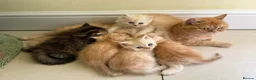 Persian cats for sale: Beautiful Persian Exotic Boy Kittens - Advert 22